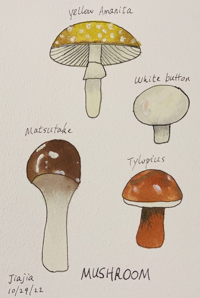 Drawing of different types of mushrooms