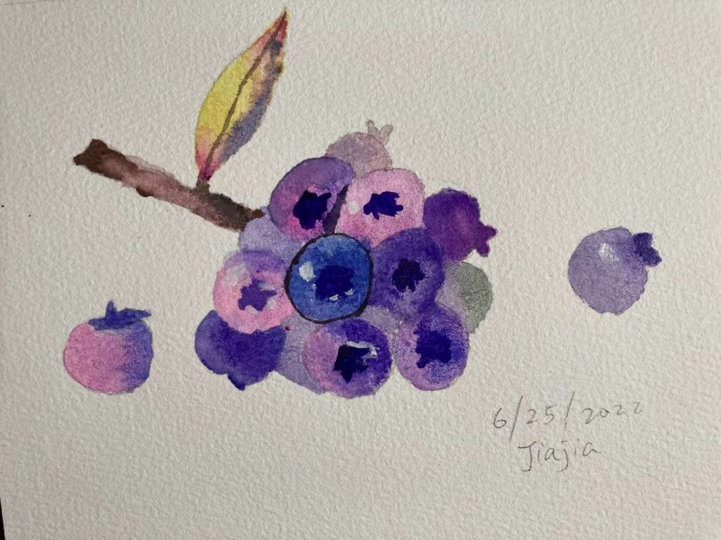 Drawing of blueberries