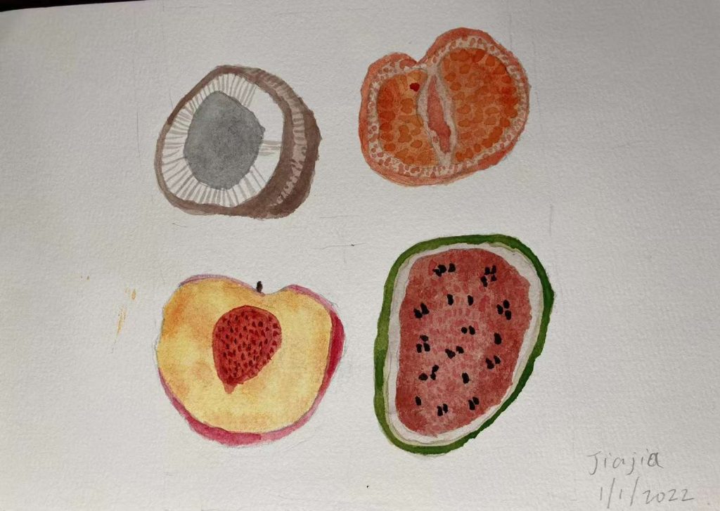 Drawing of a orange, coconot, peach and watermelon